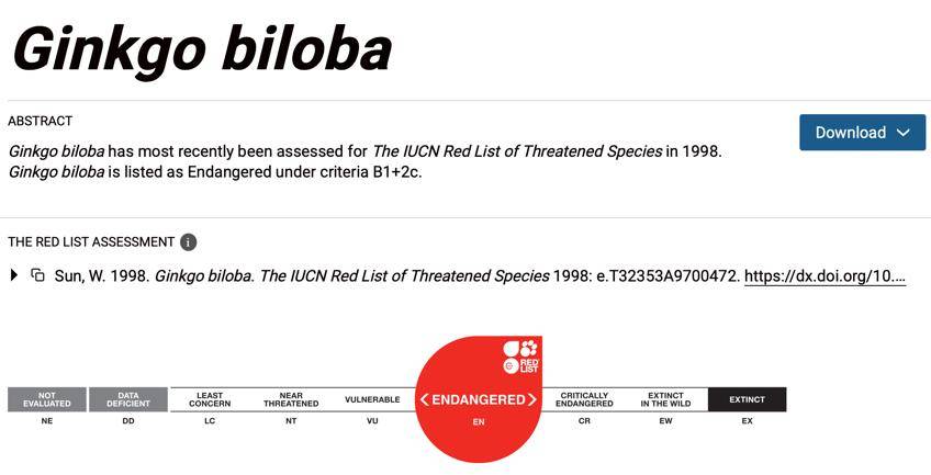 满大街都是银杏树<strong></p>
<p>比特网</strong>,为什么还是濒危物种?