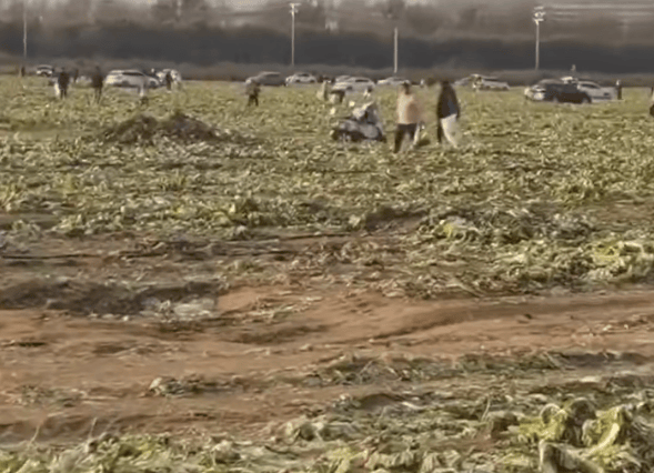 免费摘白菜视频热传<strong></p>
<p>LUNA币最新消息</strong>,菜地承包者称“损失近100万元”,当地通报