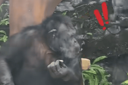 大猩猩抽烟手法娴熟?广西南宁动物园:从小在领养家庭学会抽烟喝酒<strong></p>
<p>IOST</strong>,会派人制止