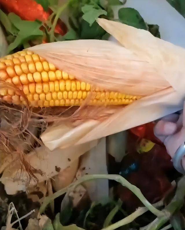 陕西一女子疑因拍亲姑姑偷玉米遭姑父棍杀<strong></p>
<p>Bigone</strong>，邻居欲报警也遇害