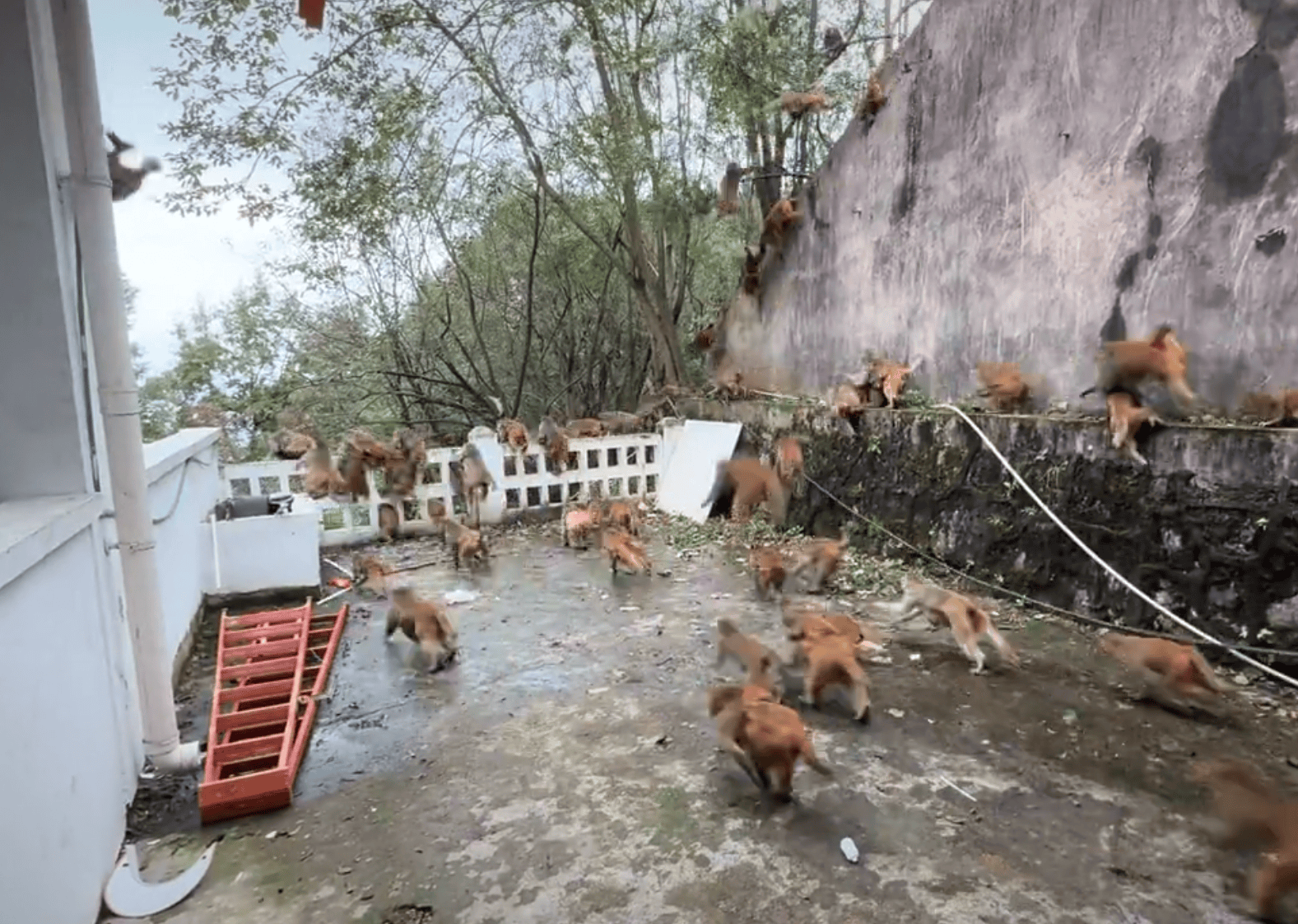 贵阳黔灵山下起“猴子雨”?当地称属猴群正常活动<strong></p>
<p>欧易OKEX官网下载</strong>,曾发猕猴分流公告:数量远超承载力
