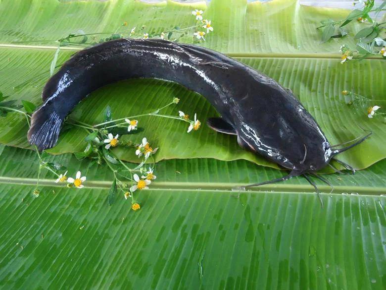 都江堰一水库被放生万斤外来物种埃及塘鲺?官方澄清:已进行阻止和打捞<strong></p>
<p>聚币网</strong>,经鉴定是本地八须鲶